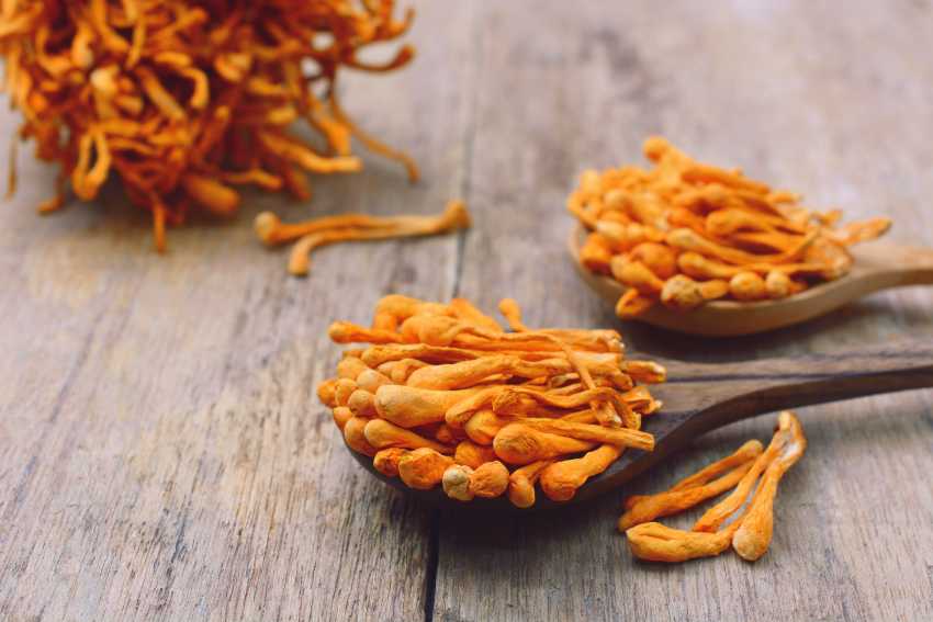 Medicinalni houby_cordyceps